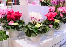 Schoneveld Breeding's Leopardo series also comes with 3 new varieties: Neon Pink, Wine Red and Light With Eye. "The plants have central flowering and nice round plant structure with sturdy stems".